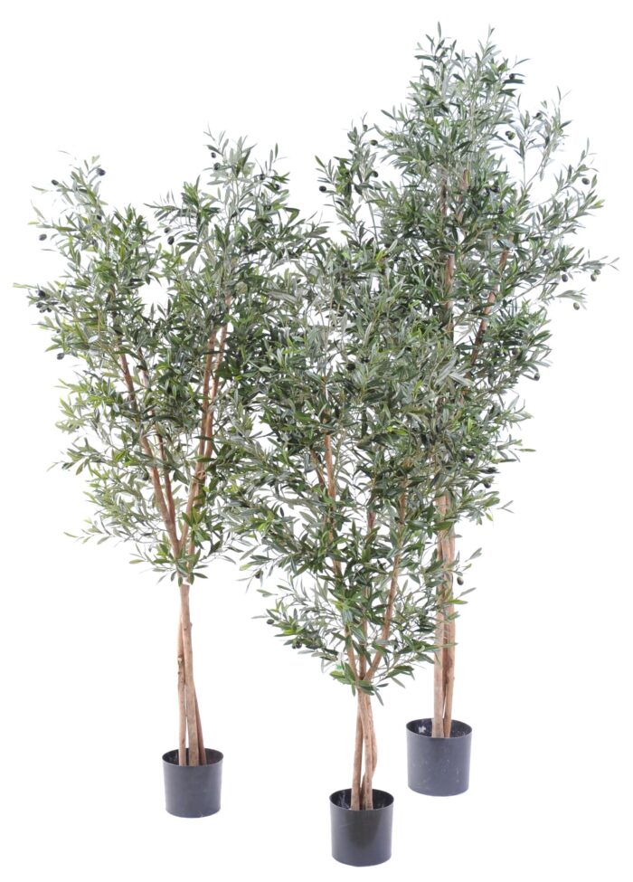 olive tree large
