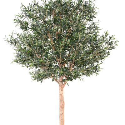 olive tree large head scaled