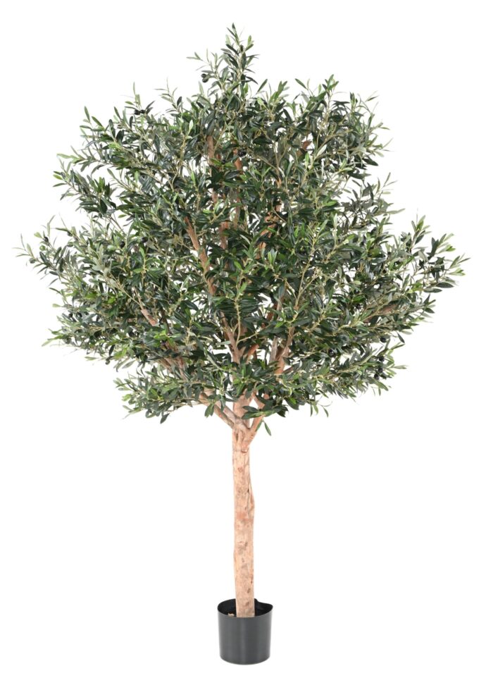 olive tree large head scaled