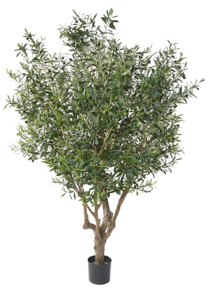 olive tree large ol scaled