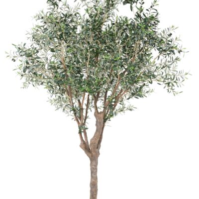 olive tree m scaled