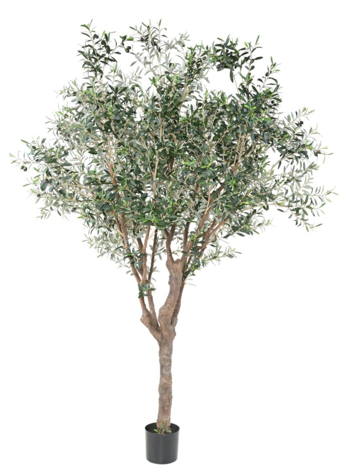 olive tree m scaled