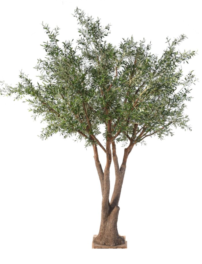 olive tree nc scaled