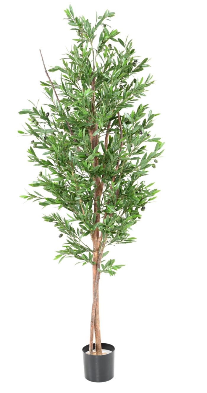 olive tree plast uv 1 scaled