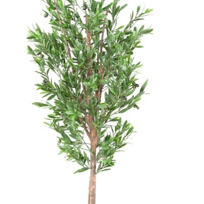 olive tree plast uv scaled