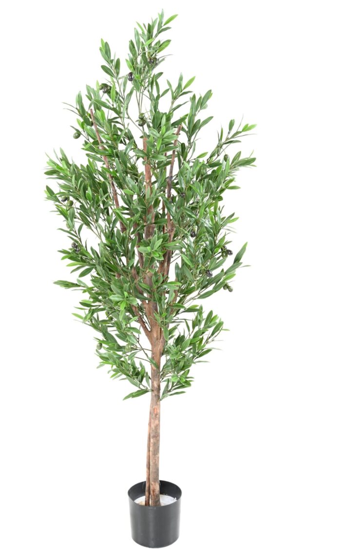 olive tree plast uv scaled