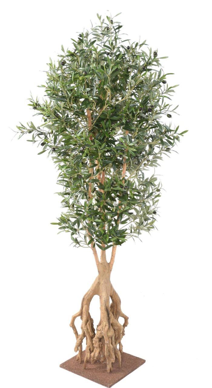 olive tree root 175 scaled