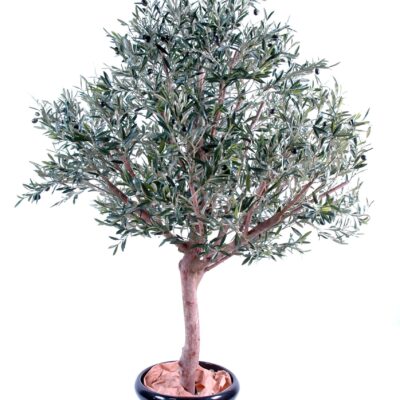 olive tree wide head scaled