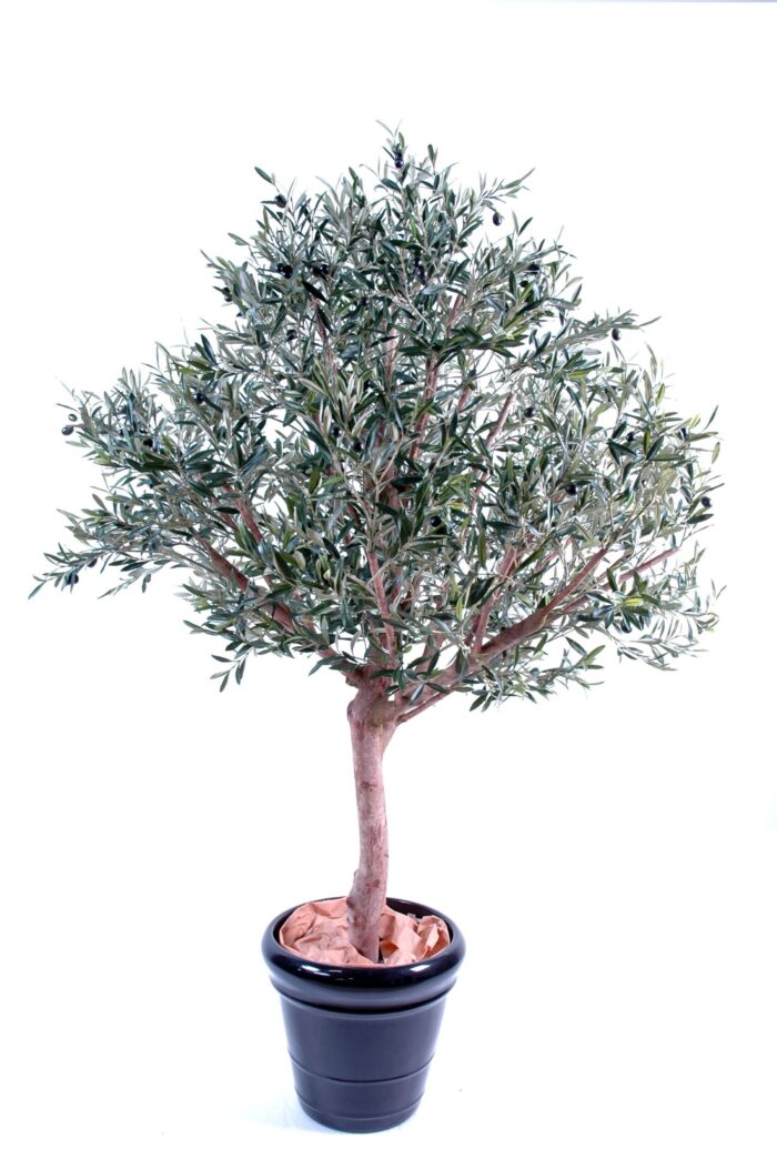 olive tree wide head scaled