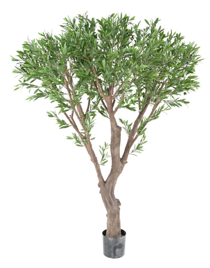 olivier geant plast 185 uv scaled