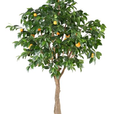 orange tree 1 scaled