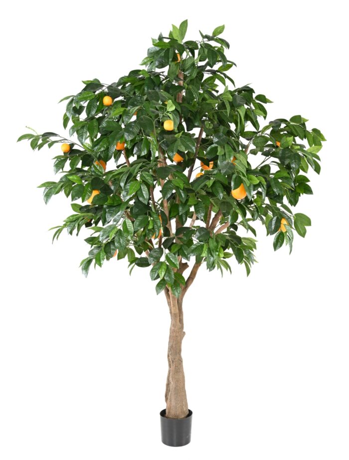 orange tree 1 scaled