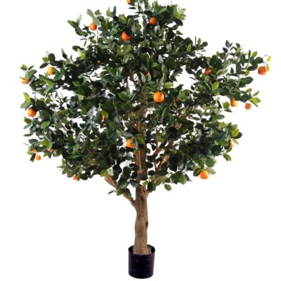 orange tree