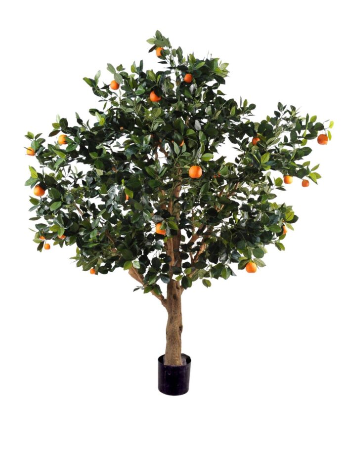 orange tree