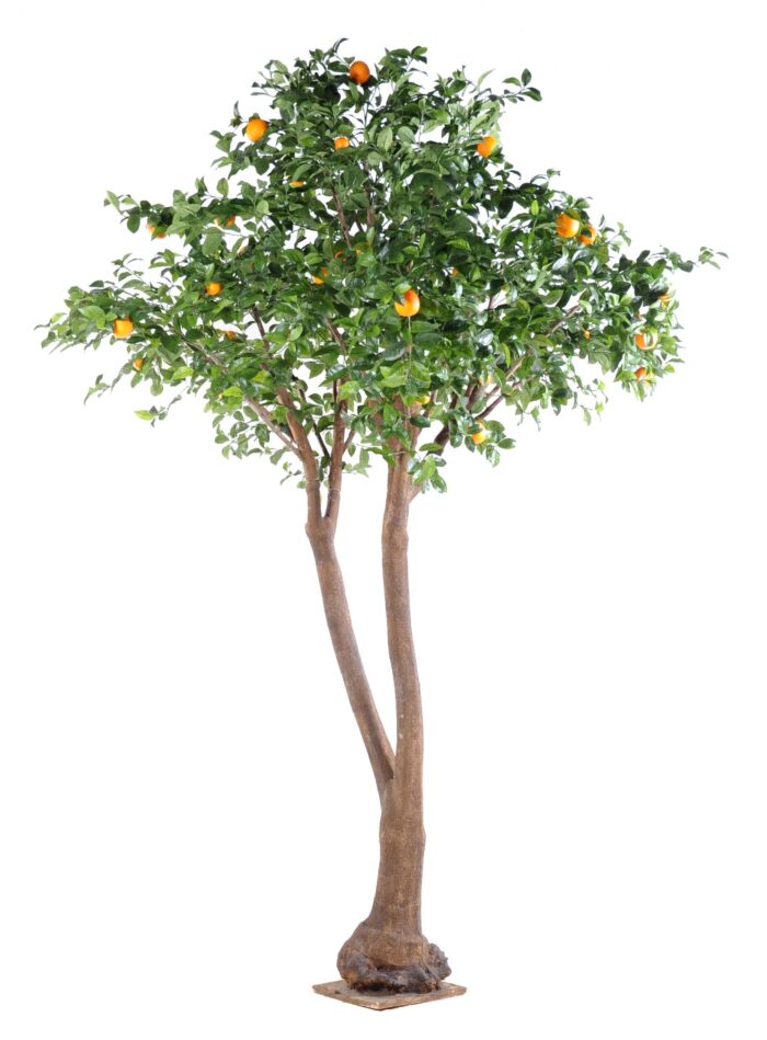orange tree double