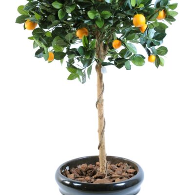 orange tree head