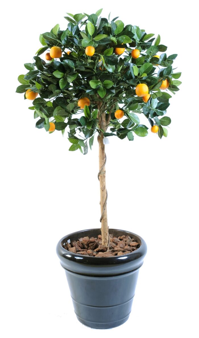 orange tree head