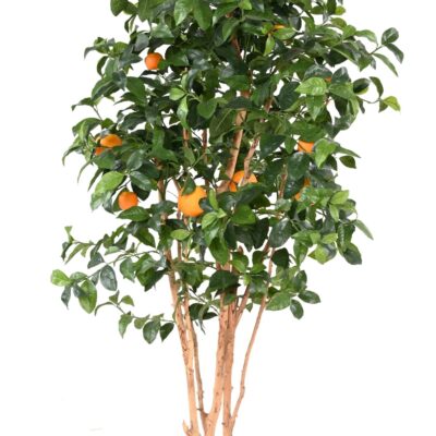orange tree new scaled