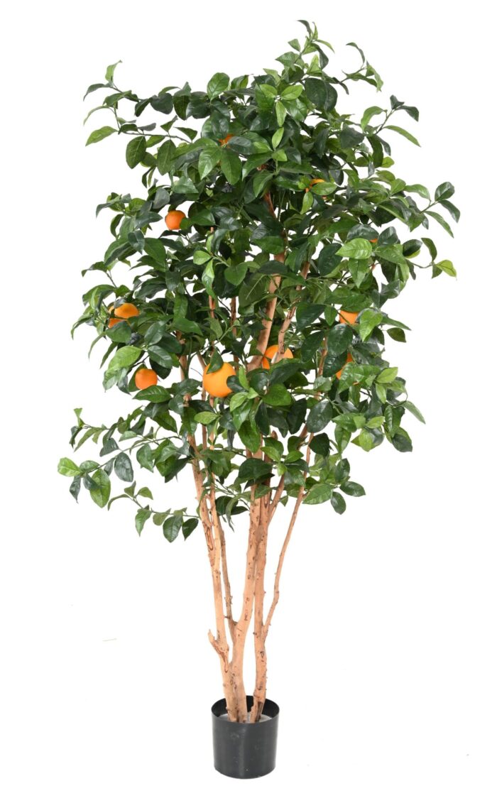 orange tree new scaled