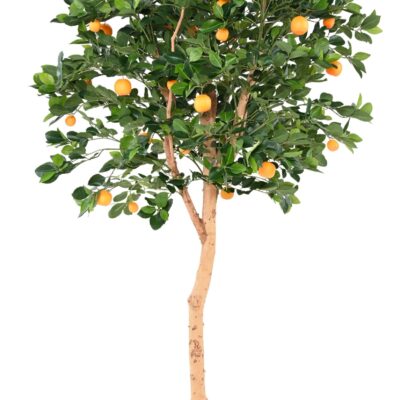 orange tree t tree scaled