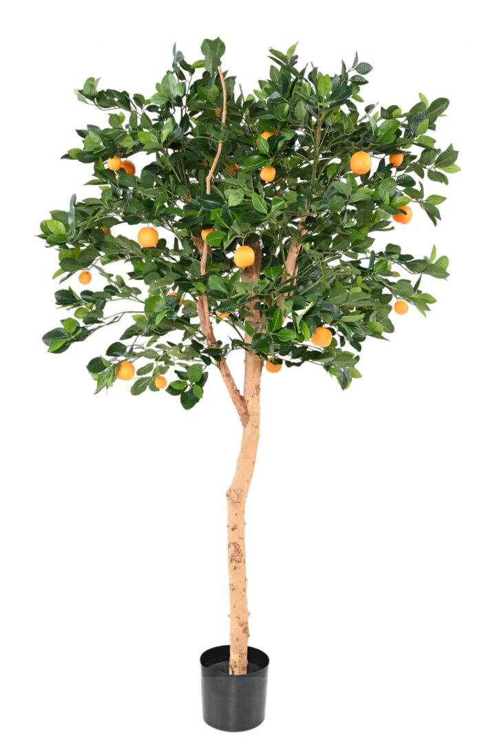 orange tree t tree scaled