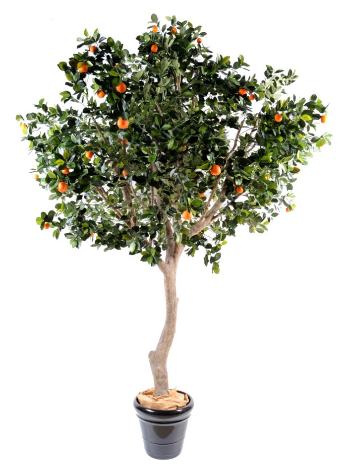 orange tree wide tree
