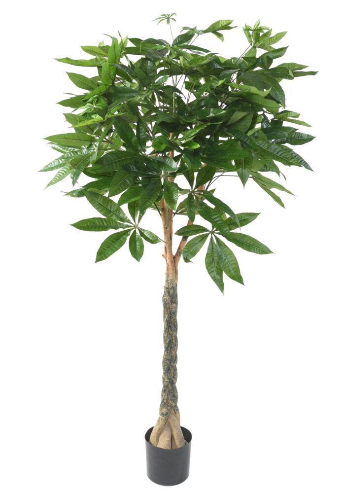 pachira scaled