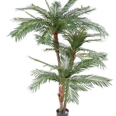 palm 3 trunks new tf scaled