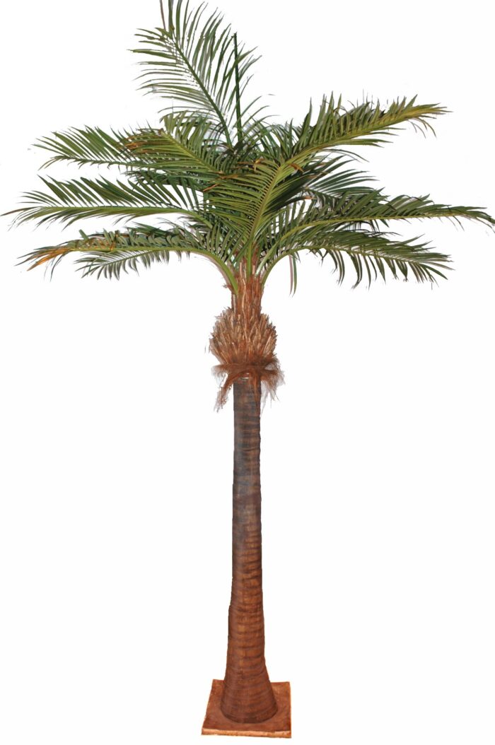 palm coco