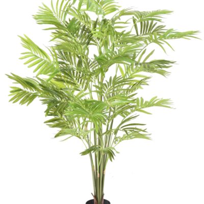 palm parlour bush scaled