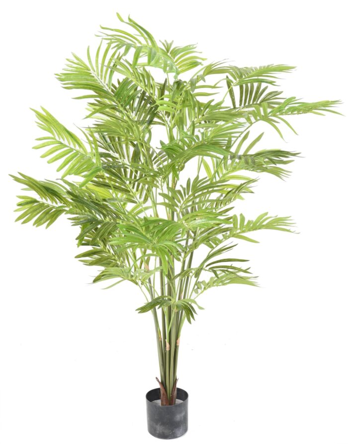 palm parlour bush scaled