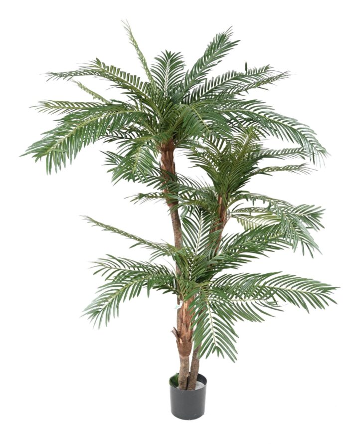 palm tree 3 trunks new tf scaled