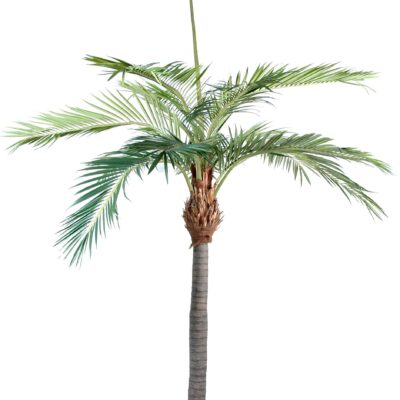 palm tree