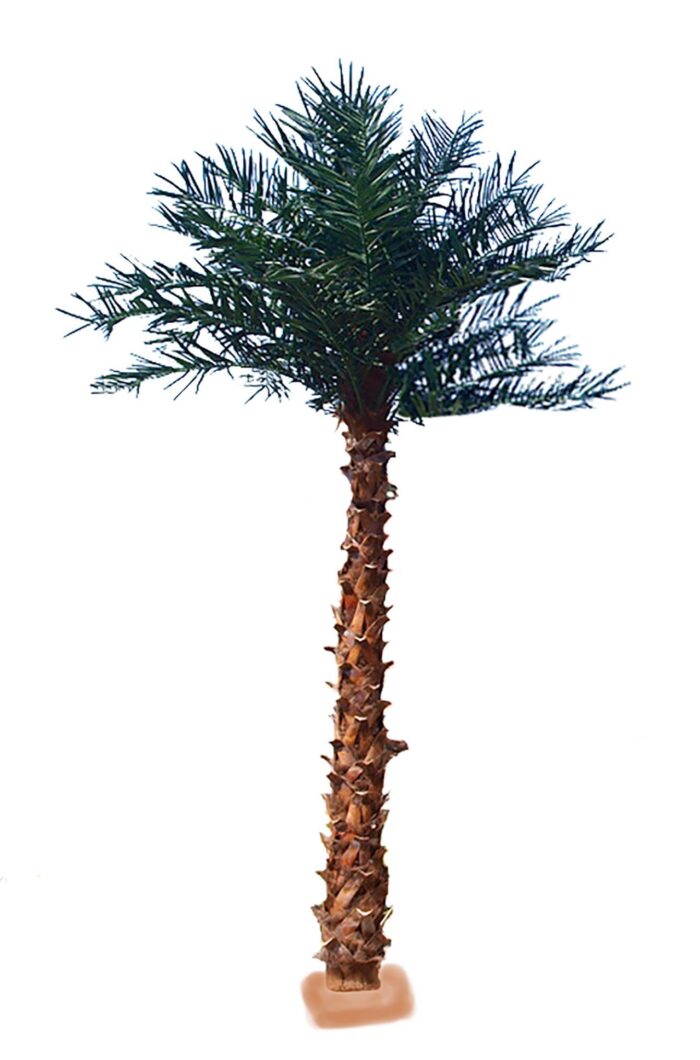 palm tree 4m80 uv
