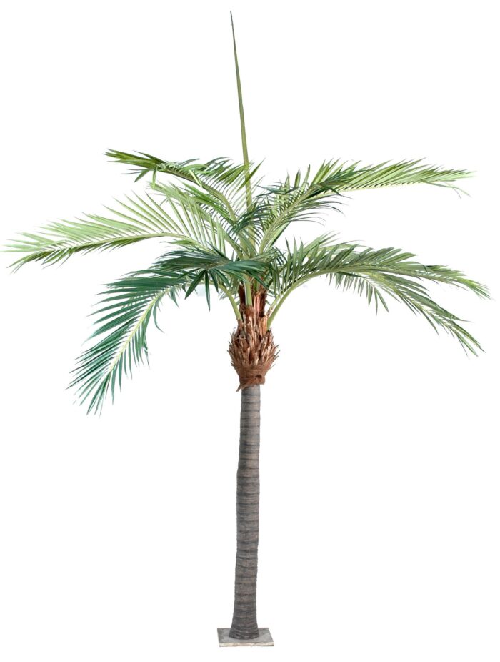 palm tree