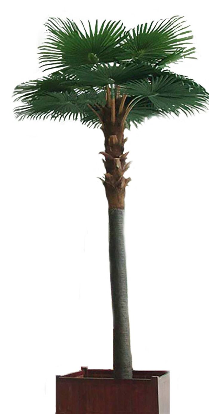 palm tree camerus royal 5m