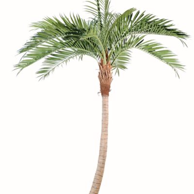 palm tree coco curve new 1 scaled
