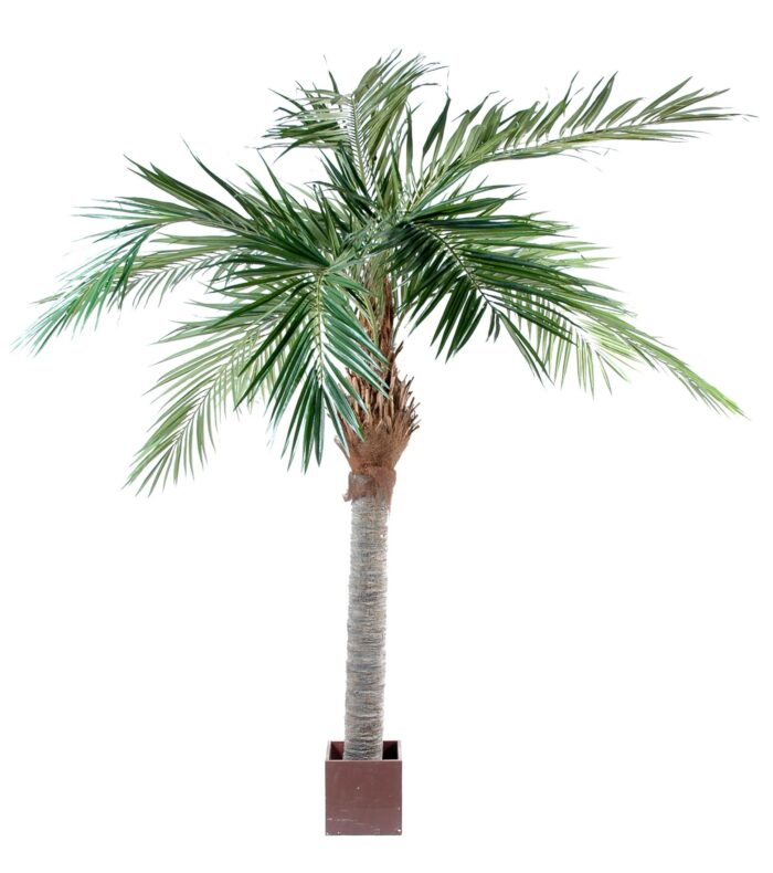 palm tree majesty