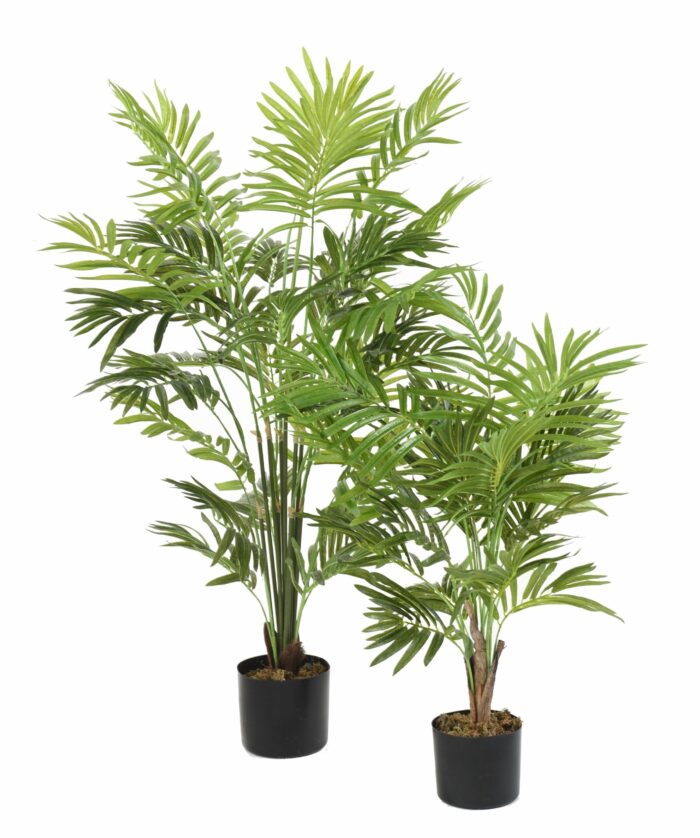 palm tree parlour bush 1 scaled