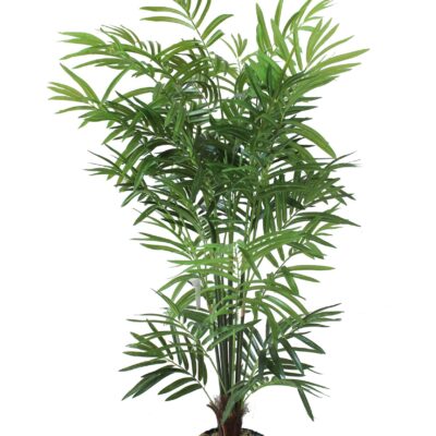 palm tree parlour bush