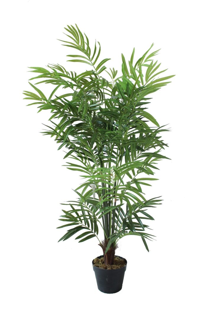 palm tree parlour bush