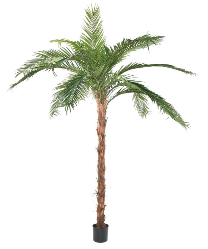 palm tree phoenix canariensis tn scaled
