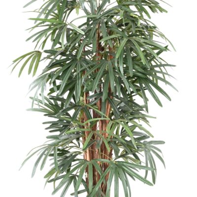 palm tree rhapis lady 1 1 scaled