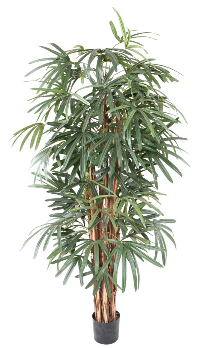 palm tree rhapis lady scaled