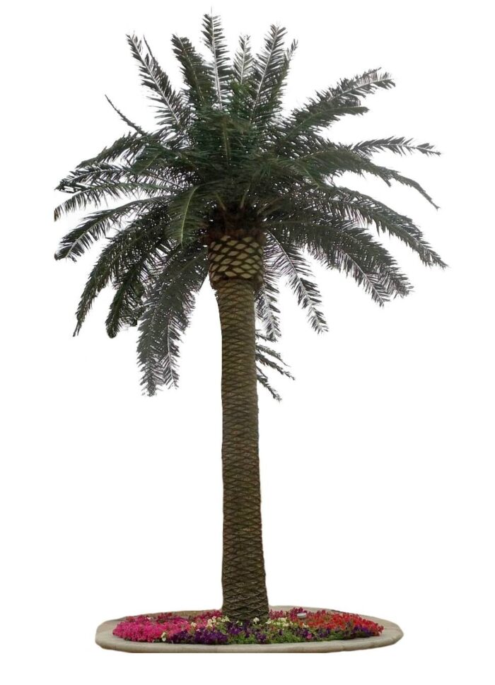 palm tree royal 5m30