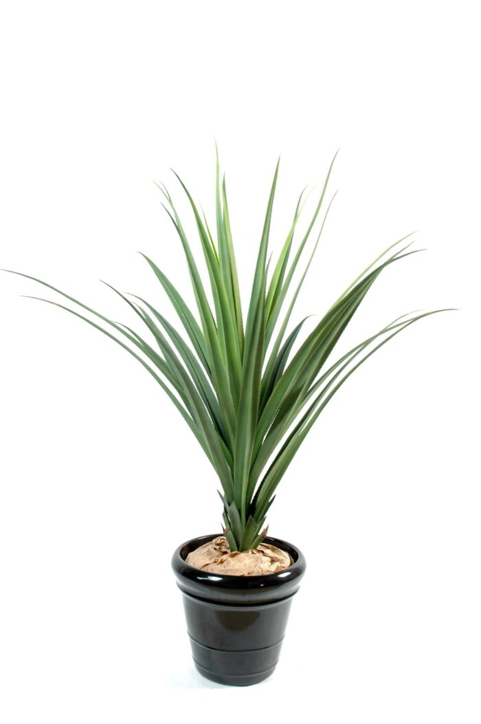 pandanus 1 scaled