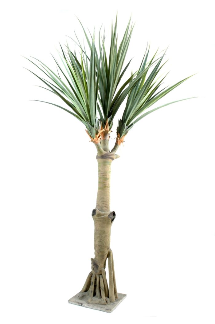 pandanus 4 heads scaled
