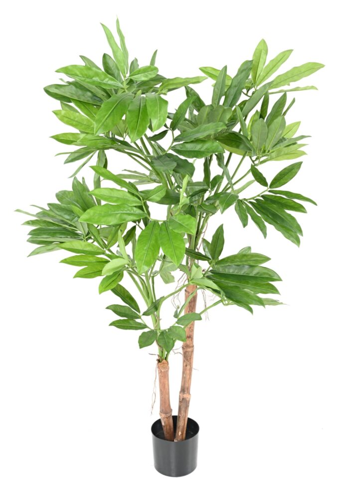 philodendron goeldii fun bun 150 scaled