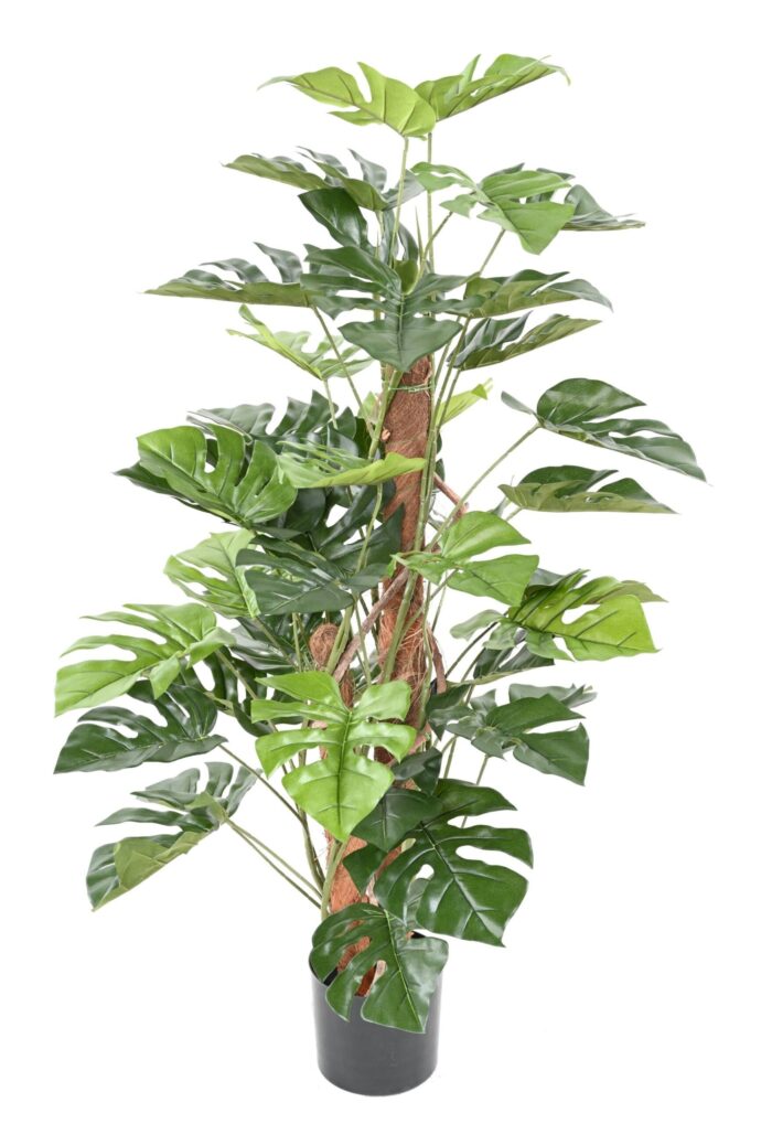 philodendron monstera on coco pole scaled