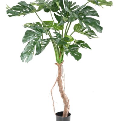philodendron monstera t scaled